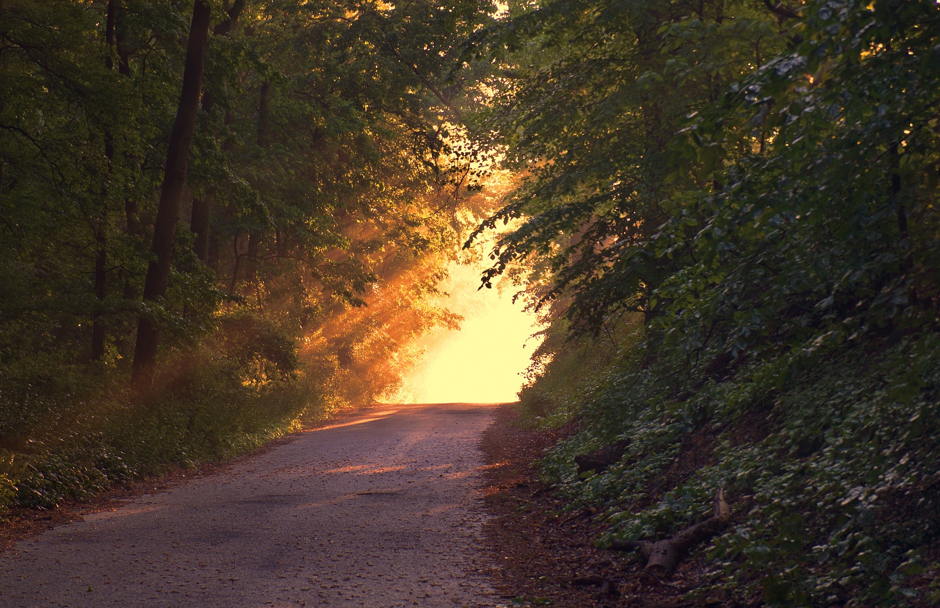 forest-166733_1920.jpg